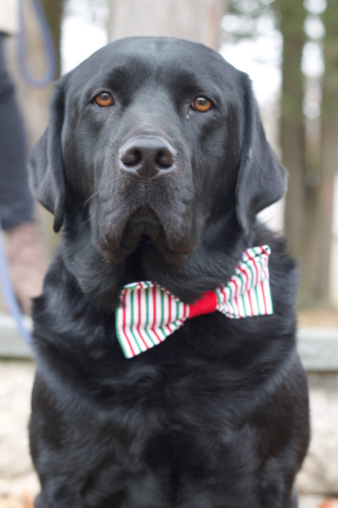Green & Red Striped Bow Tie